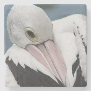 Porta-copo De Pedra Fim australiano do pelicano acima
