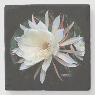 Porta-copo De Pedra Flor de Cactus Epífitas