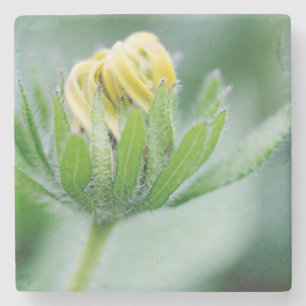 Porta-copo De Pedra Flor de Cone Flower em Flor