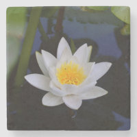 Flor de Lotus