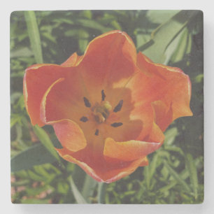 Porta-copo De Pedra flor de primavera vermelha