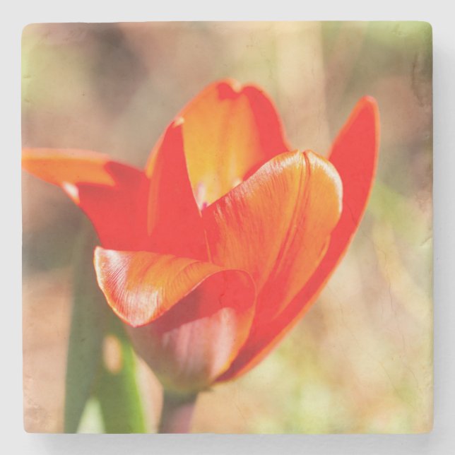 Porta-copo De Pedra Flor de Tulipas Vermelhas (Frente)