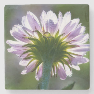 Porta-copo De Pedra Flor Silvestre Roxa Com Iluminação Posterior e Got