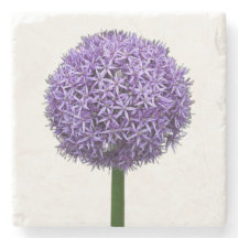 Floração de Allium Roxo em Fundo Branco