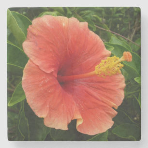 Porta-copo De Pedra Floral Tropical de Flor de Hibiscus Laranja