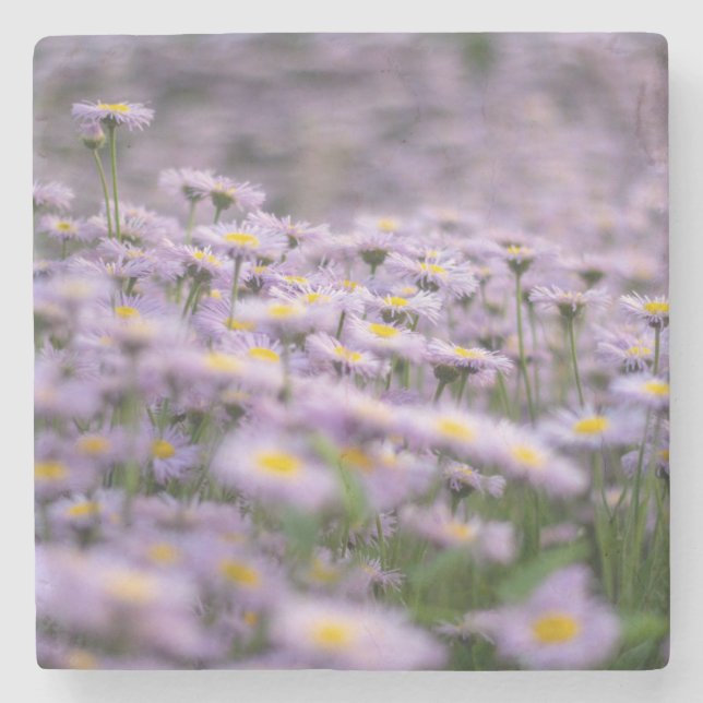 Porta-copo De Pedra Flores de Aster Roxo (Frente)