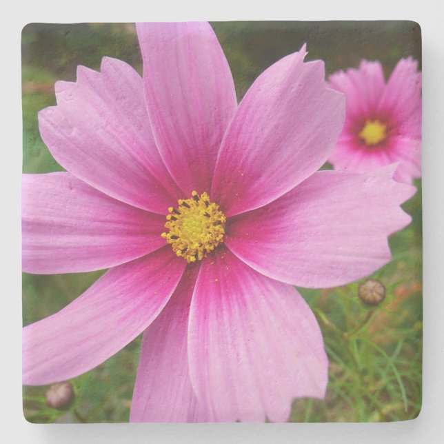Porta-copo De Pedra Flores de Cosmos Rosa Flores Selvagens (Frente)