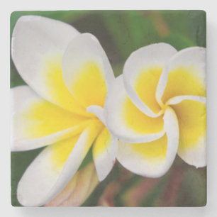 Porta-copo De Pedra Flores de Plumeria close-up, Havaí