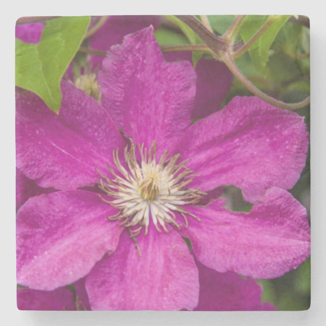 Porta-copo De Pedra Flores na Robinette's Apple Haus & Gift Barn (Frente)