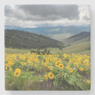 Porta-copo De Pedra Flores Silvestres de Primavera Nas Colinas