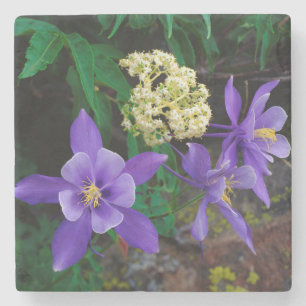 Porta-copo De Pedra Flores Silvestres Mutantes Columbine