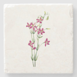 Porta-copo De Pedra Flores Vintage - Centaurium por Mary Vaux Walcott