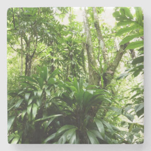 Porta-copo De Pedra Floresta Dominicana I Natureza Verde Tropical