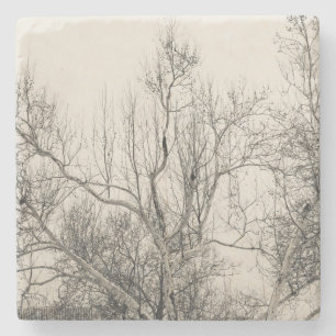 Porta-copo De Pedra Foto da névoa do inverno no Central Park NYC