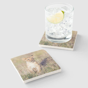 Porta-copo De Pedra Foto de leão-bonito na África