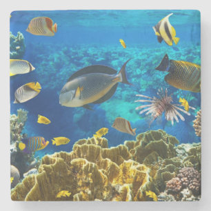 Porta-copo De Pedra Foto de um peixe tropical em um recife de corais
