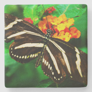 Porta-copo De Pedra Fotografia da borboleta branca-negra