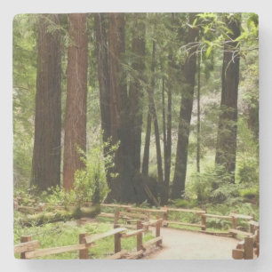 Porta-copo De Pedra Fotografia da Natureza da Trilha I de Muir Woods