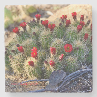 Porta-copo De Pedra Fotografia de Blooming Cactus por Ann Charles