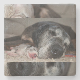 Porta-copo De Pedra Fotografia Great Dane Limestone Coasters