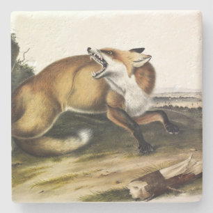 Porta-copo De Pedra Fox Vermelha Americana, Vulpes vulpes fulvus por A
