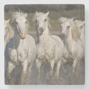 Porta-copo De Pedra França, Camargue. Cavalos correm