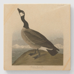 Porta-copo De Pedra Gansos de Cackling das Aves da América de Audubon