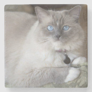 Porta-copo De Pedra Gata Ragdoll fêmea