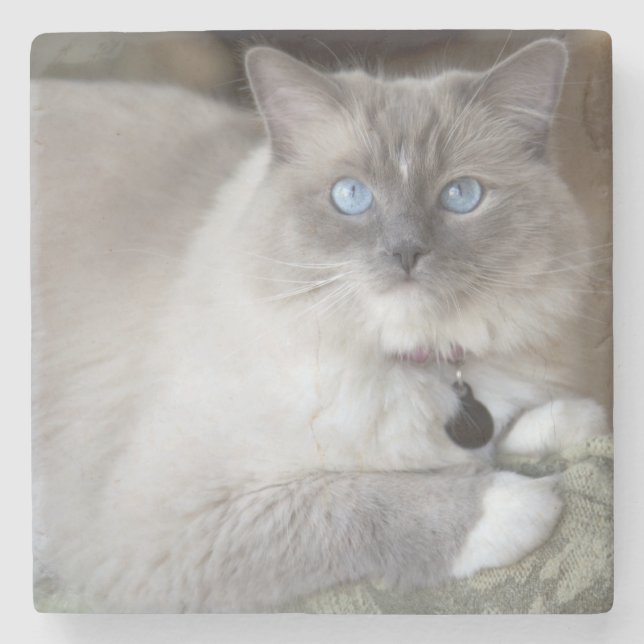 Porta-copo De Pedra Gata Ragdoll fêmea (Frente)