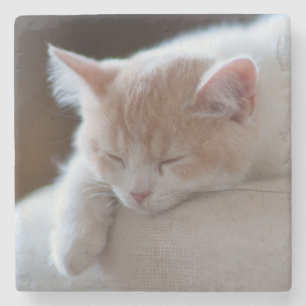 Porta-copo De Pedra Gatinho bege e branco cansado