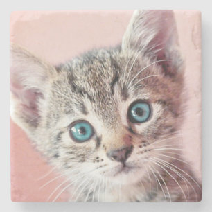 Porta-copo De Pedra Gatinho bonito com olhos azuis