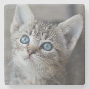 Porta-copo De Pedra Gatinho bonito no jardim