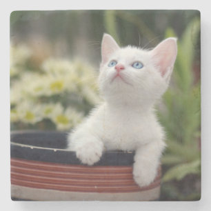 Porta-copo De Pedra Gatinho branco turco