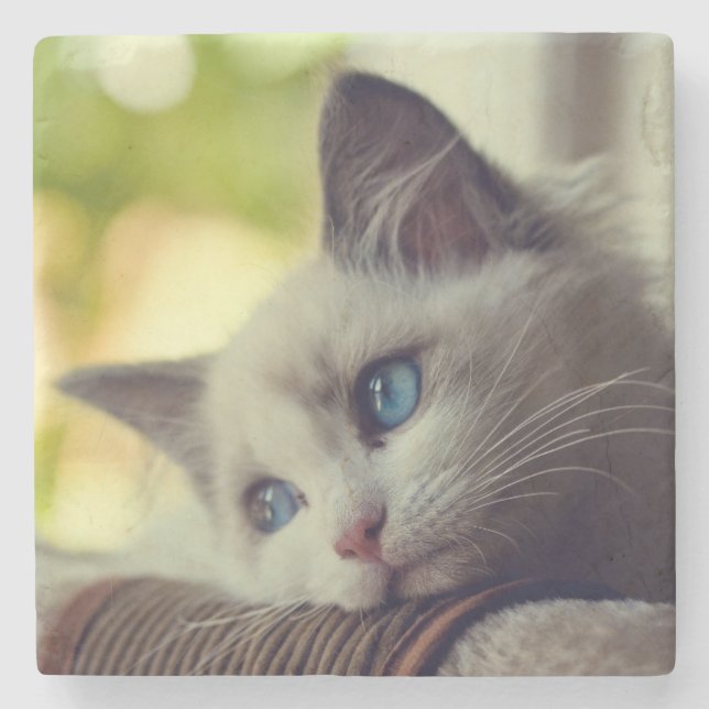 Porta-copo De Pedra Gatinho de Ragdoll (Frente)