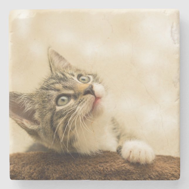 Porta-copo De Pedra Gatinho Fofo com uma Pata Estimulada (Frente)