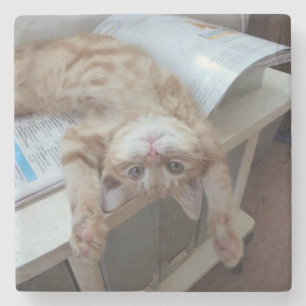 Porta-copo De Pedra Gatinho que relaxa