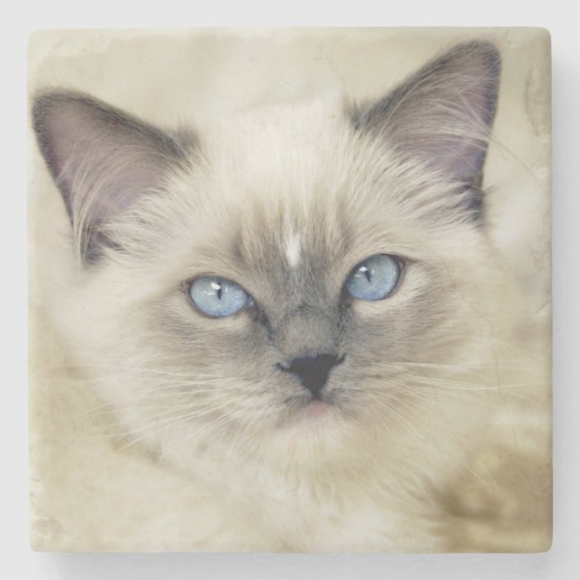 Porta-copo De Pedra Gatinho Ragdoll (Frente)