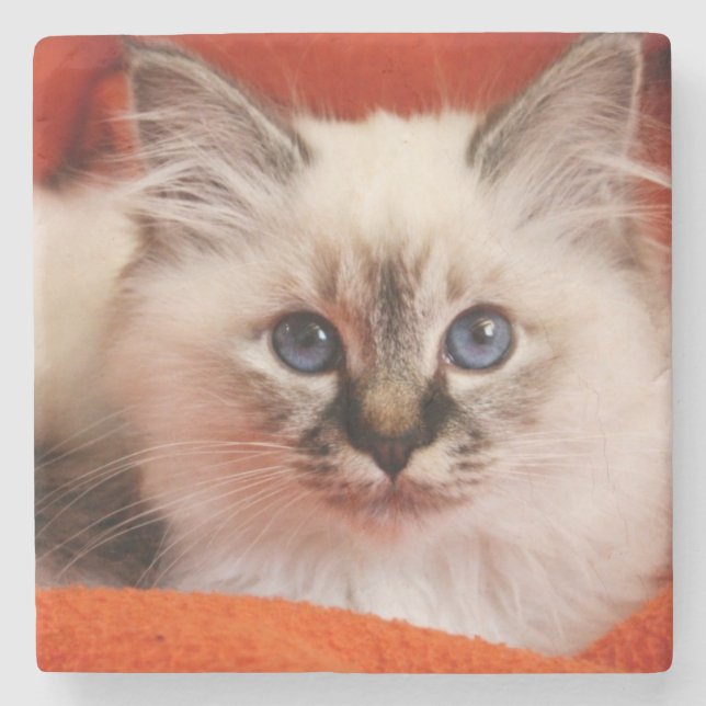 Porta-copo De Pedra Gatinho sagrado de Birman (Frente)