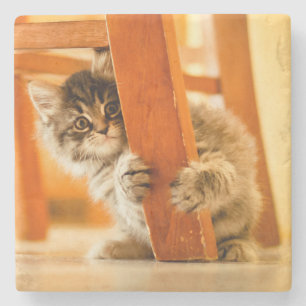 Porta-copo De Pedra Gatinho sob a cadeira