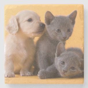 Porta-copo De Pedra Gatinhos do russo & filhotes de cachorro azuis do