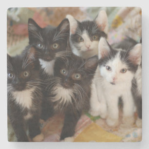 Porta-copo De Pedra Gatinhos do smoking