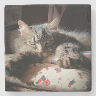 Porta-copo De Pedra Gato Anjo Grumpy é Suspeito