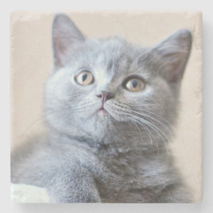 Porta-copo De Pedra Gato britânico cinzento de Shorthair
