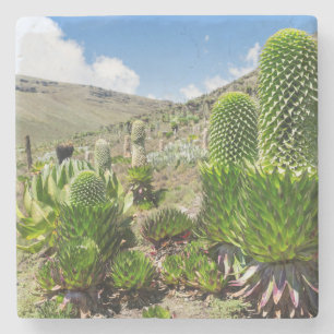 Porta-copo De Pedra Giant Lobelia (Lobelia Deckenii) No Monte Quênia