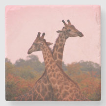 Girafas com céu rosa