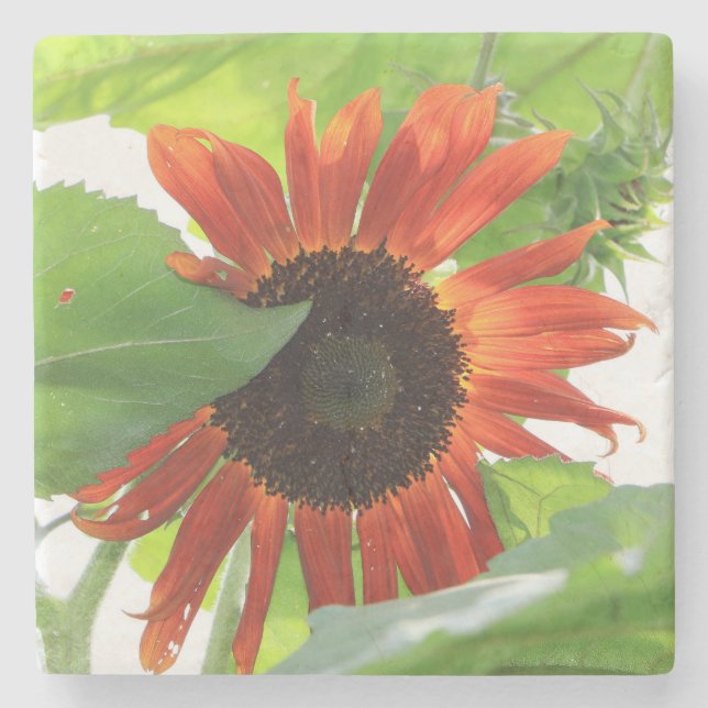 Porta-copo De Pedra Girassol à tarde (Frente)