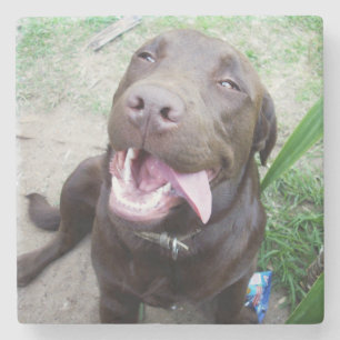 Porta-copo De Pedra Goofy Delights: Chocolate Brown Labrador Puppy,