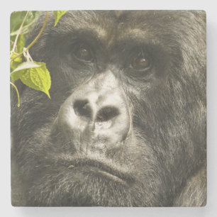 Porta-copo De Pedra Gorila-da-montanha, Gorilla beringei beringei,