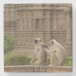 Porta-copo De Pedra Hanuman Langurs ou de cara preta, Comum ou Cinza