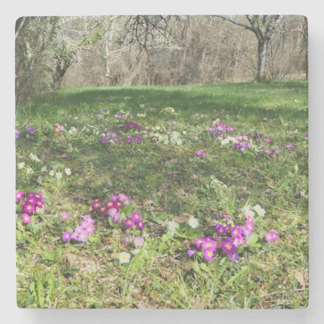 Porta-copo De Pedra Harbinger de Primavera (Frente)